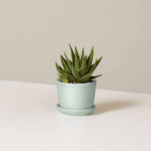 Load image into Gallery viewer, Haworthia Zebra in Mini Ezra Planter
