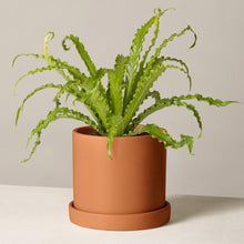 Load image into Gallery viewer, Bird Nest Fern in Medium Hyde Planter
