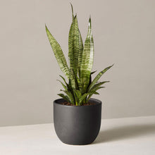 Load image into Gallery viewer, Zeylanica Snake Plant in Small Grant Planter
