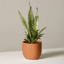 Load image into Gallery viewer, Zeylanica Snake Plant in Small Grant Planter
